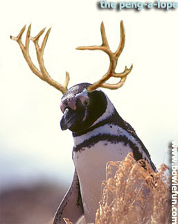 pengalope_sailor's tour mascot 2004